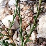 Fumana ericoides Leaf