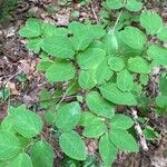 Lonicera canadensis Leaf