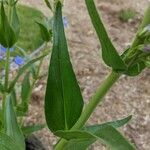 Penstemon strictus 葉