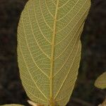 Apeiba tibourbou Leaf