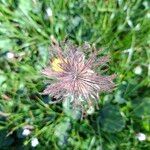 Geum montanum Blatt