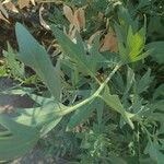 Romneya coulteri برگ