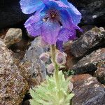 Meconopsis bhutanica