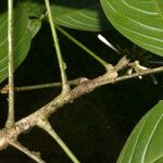 Angostura granulosa Corteza