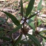 Spermacoce tenuior Flower