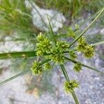 Cyperus eragrostis পাতা