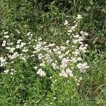 Erigeron annuus ശീലം