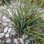 Hesperaloe parviflora 葉