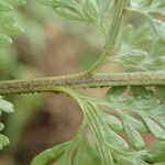 Asplenium hypomelas Ліст