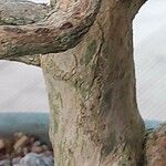 Serissa japonica Corteza