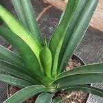 Dracaena hanningtonii Leaf