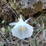 Narcissus cantabricus Flor
