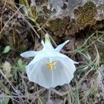 Narcissus cantabricus Flower