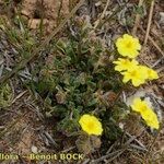 Helianthemum marifolium Buveinė