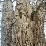 Populus × canescens 樹皮