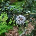 Rhododendron trichostomum Kvet