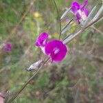 Lathyrus hirsutus 花