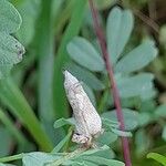 Astragalus asterias Fruit