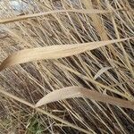 Phragmites australis Levél