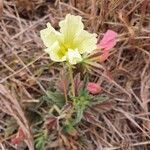 Monsonia longipes Kwiat