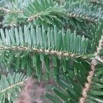 Abies nebrodensis Blatt