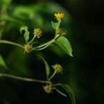 Wollastonia biflora Flower