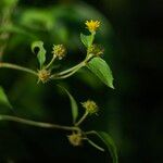 Wollastonia biflora Flor