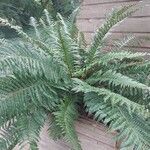 Polystichum aculeatum Blad