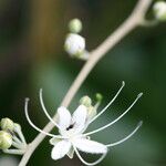 Capparis quiniflora Kvet