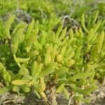 Batis maritima Leaf