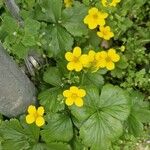 Waldsteinia ternata Çiçek