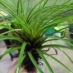 Tillandsia guatemalensisList