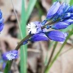 Polygala alpina Fleur