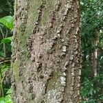 Anadenanthera colubrina പുറംതൊലി
