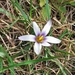 Romulea columnae Flower