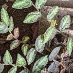 Pellionia repens Leaf