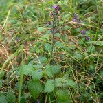 Clinopodium menthifolium Květ