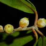 Balanops pachyphylla Frucht