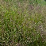 Poa pratensis Dalc'h
