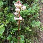 Pyrola media Flower