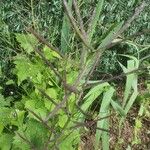 Alliaria petiolata Vrucht