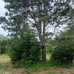 Pinus nigra Lehti