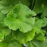 Pelargonium × hybridum Leaf