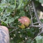 Quercus lobata Fruto