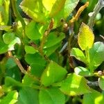 Vaccinium myrtillus List