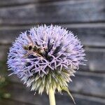 Echinops ritroFloare