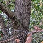 Quercus robur Bark