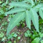 Angelica razulii Leaf