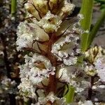 Orobanche crenata 花