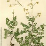 Thalictrum foetidum अन्य